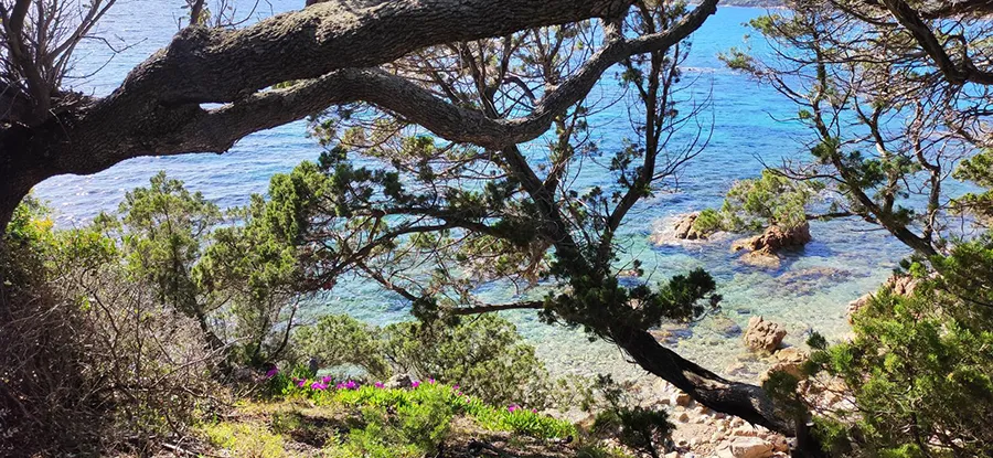 Vue sur bord de mer en Corse du Sud, avec végétation luxuriante et eau turquoise, pour vacances nature.