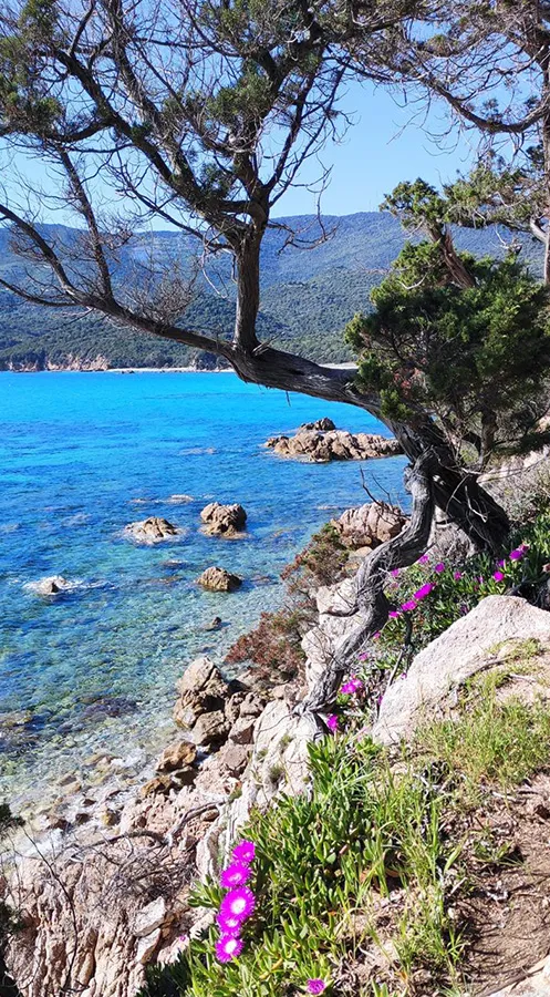 Vue sur la plage de Cupabia en Corse du Sud, avec ses eaux turquoise et sa végétation sauvage. Location de villa à proximité. Caseddu Jardin et Mer.